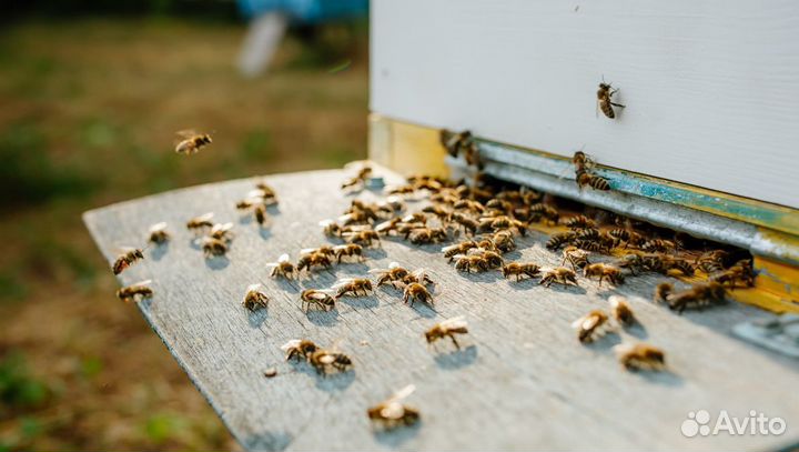 Эспарцетовый мед оптом