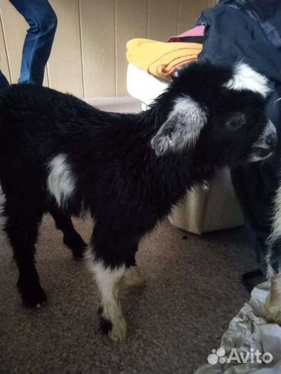 Козы и козлята