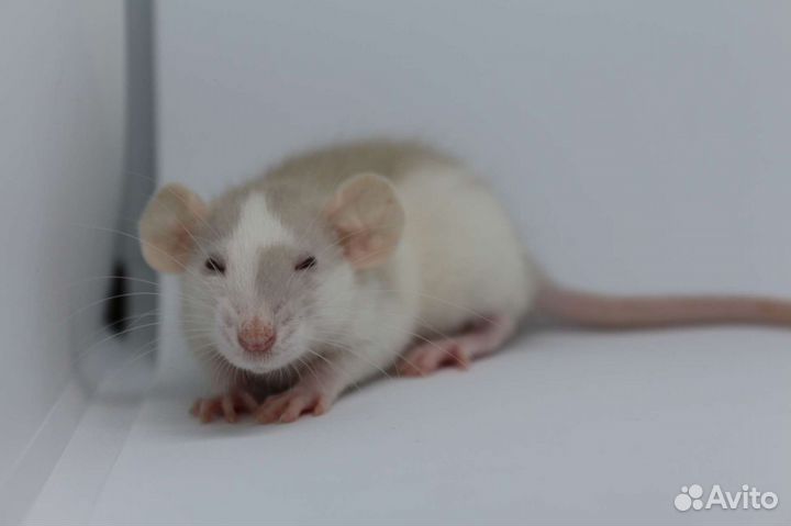 Крысята, крыса, крысята дамбо