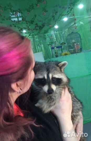 Передержка