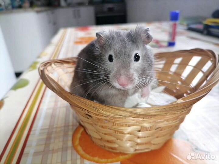 Сирийские хомячки