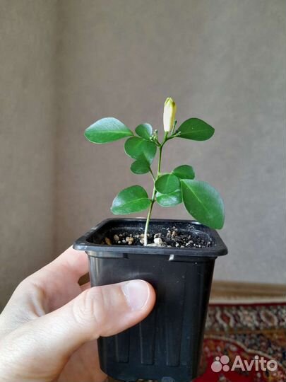 Комнатные растения / Цитрусовые