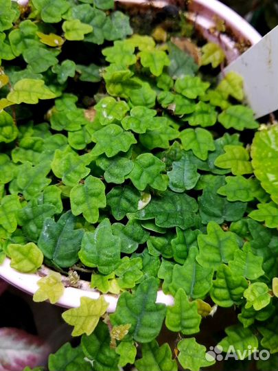 Фикусы срезом