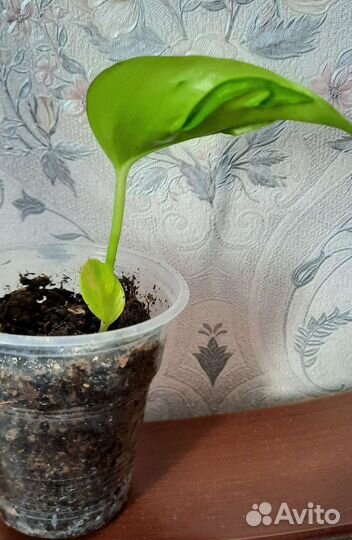 Эпипремнум