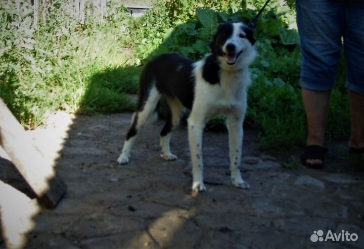 Айя ищет дом