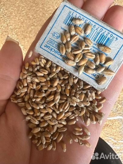 Ячмень яровой