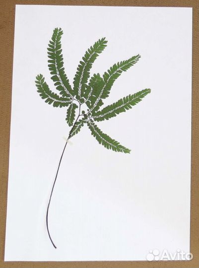 Нефролеписы, Адиантумы, Аир