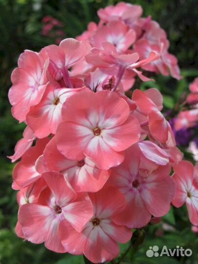 Флоксы Лососевый