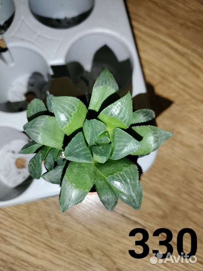 Суккуленты