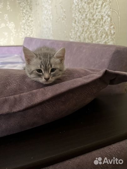 Британские котята