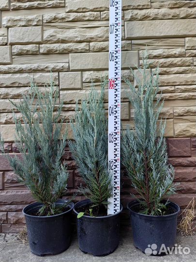 Можжевельник мунглоу