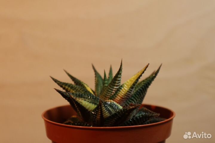 Редкий суккулент haworthia limifolia variegata