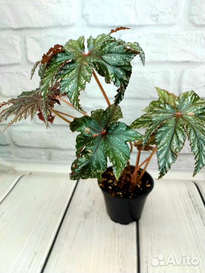 Бегония грифон, вариабилис, babeana