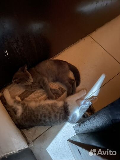 Котята в добрые руки