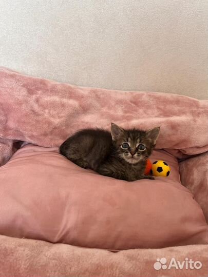 Котенок Марсик