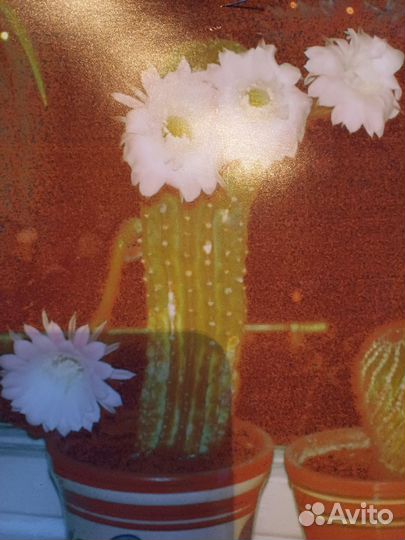 Кактус цветущий