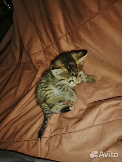 Котята в добрые руки бесплатно