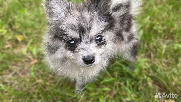 Продается щенок немецкого шпица