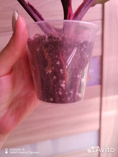 Филодендрон розовая принцесса