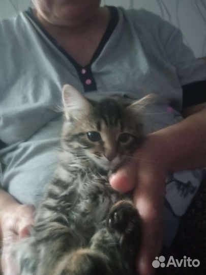 Кошка маруся