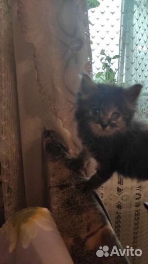 Отдам бесплатно животные