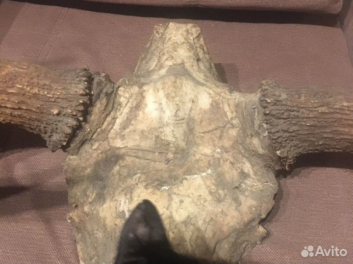 Эксклюзивные Рога лося убийцы