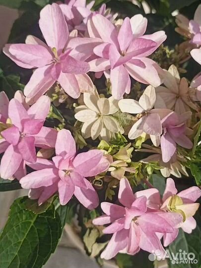 Гортензия крупнолистная