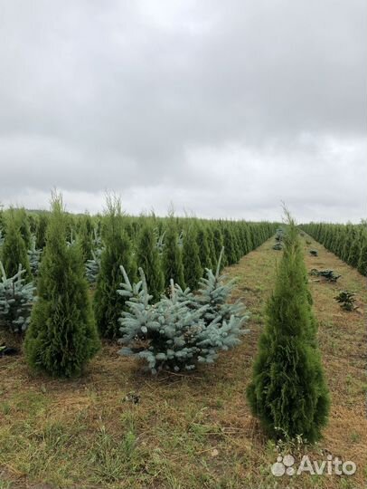 Туя Смарагд 1,8-2 м,Брабант