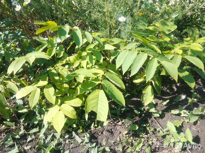 Саженцы ореха манчжурского