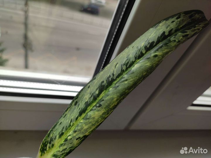 Аглаонема брызги шампанского