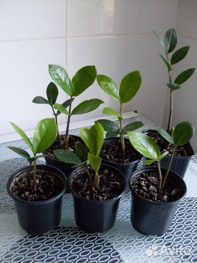 Детский садик