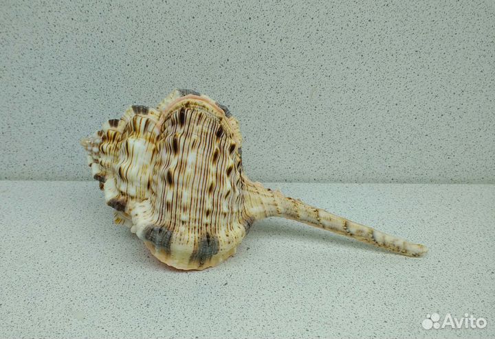 Хаустелум Хаустелум 13,1 морская ракушка раковина