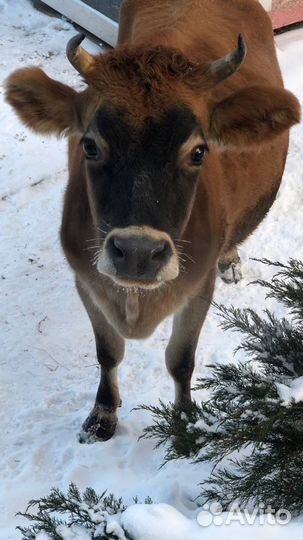 Навоз в мешках, перегной коровий