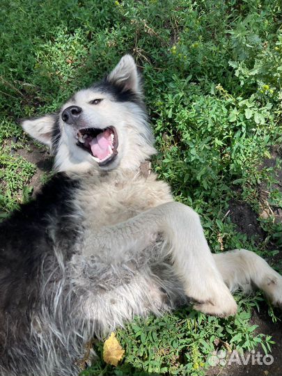 Собачка в добрые руки