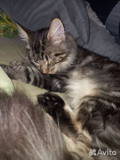 Вязка девочка