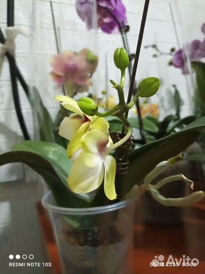 Орхидея бетмен