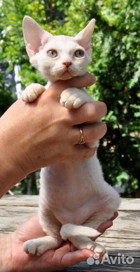 Котята Девон-Рекс