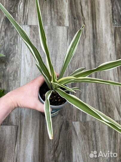 Комнатные растения