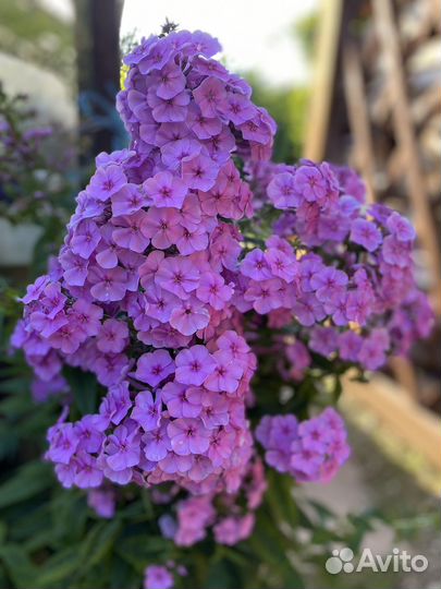 Флоксы многолетние