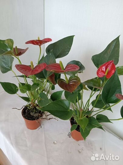 Антуриум Красный, цветет