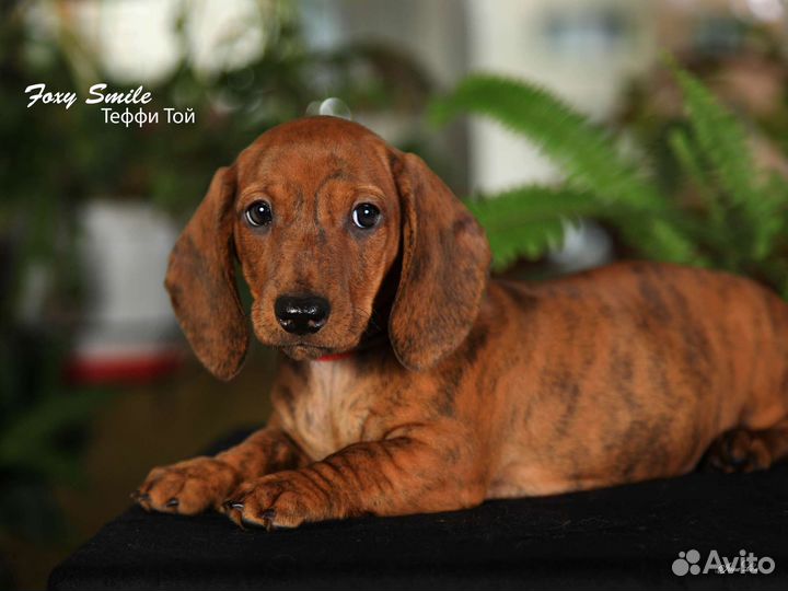 Такса гладкошерстная