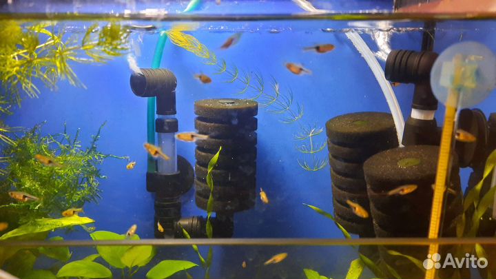 Рыбки Расбора Эспей