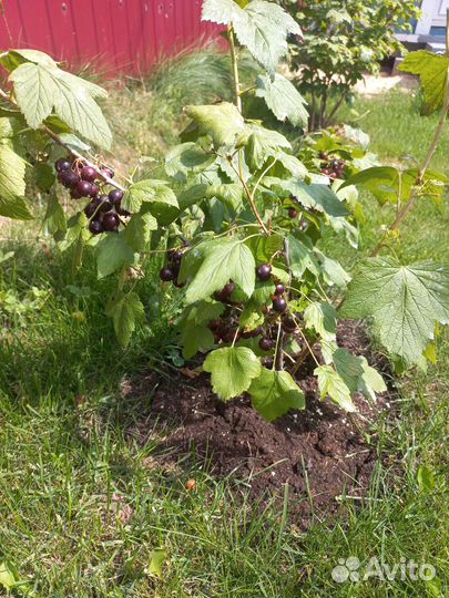 Кусты черной смородины