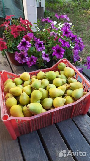 Продам грушу