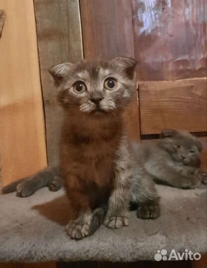 Вислоухие котята