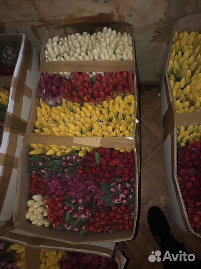 Все виды тяльпанов мимоза горки город пешеходка