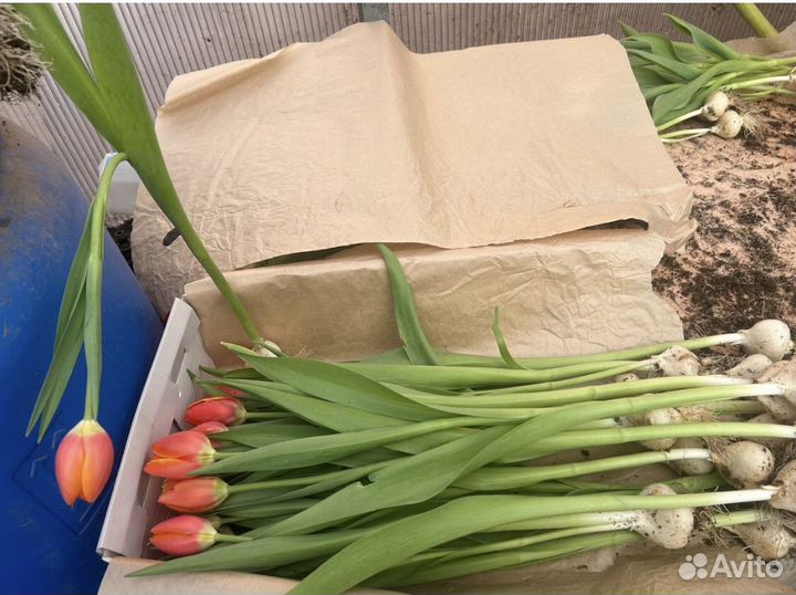 Тюльпаны к 8 марта