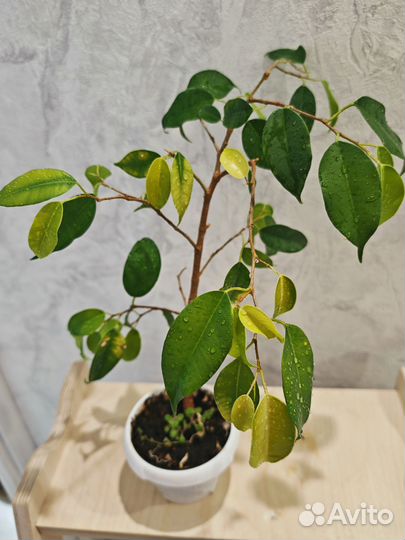 Фикус бенджамина неон