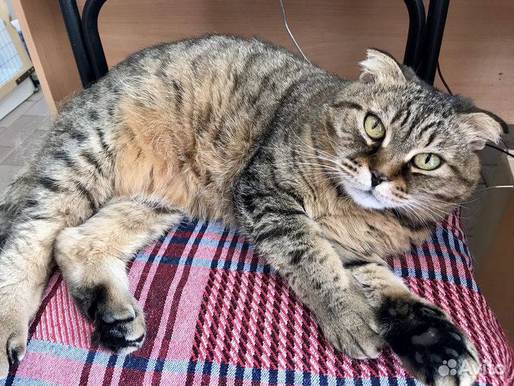 Кошки в добрые руки