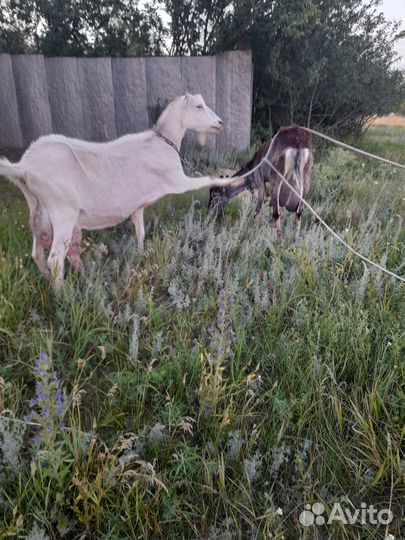 2 козочки дойные